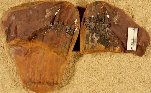 Calamites