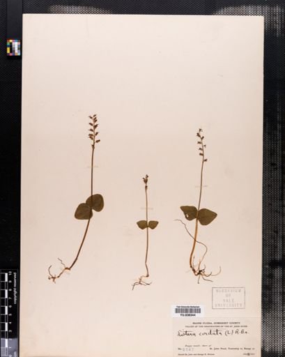 Listera cordata