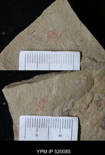 Pirania sp.