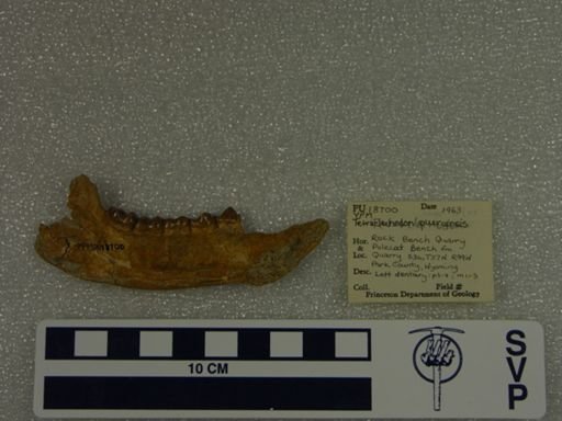 Tetraclaenodon puercensis