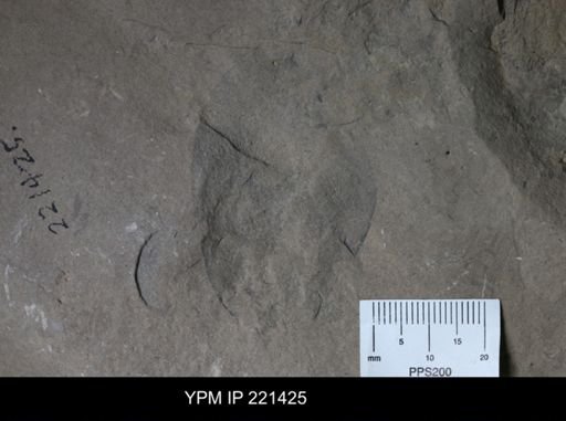 Eurypterus sp.