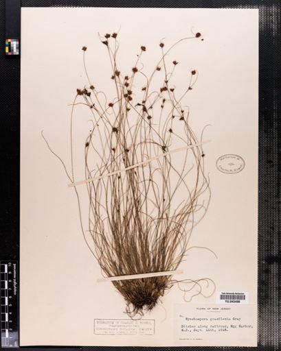 Rhynchospora gracilenta