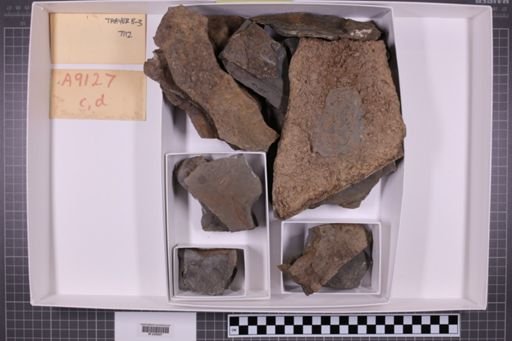mixed taxa, stratigraphic collection