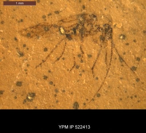Psocoptera?
