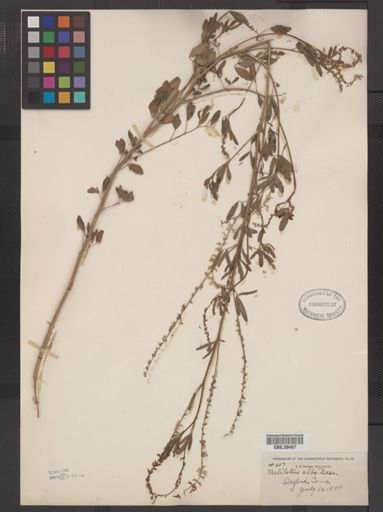 Melilotus alba