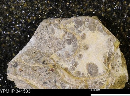 Scaphites sp.