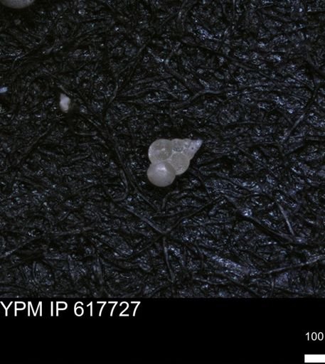 undet. Heterohelicidae
