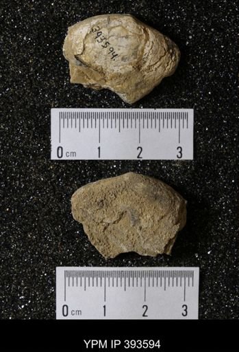 Ostrea glabra