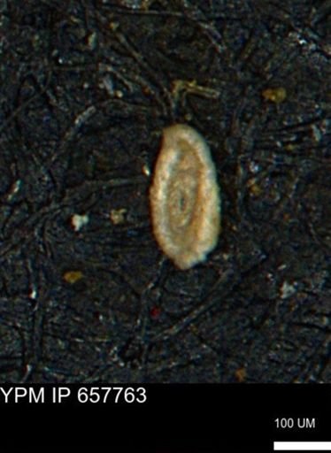 Spirolocammina subcircularis