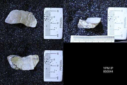 undet. Bivalvia