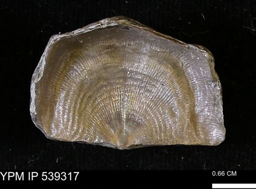 Leptaena rhomboidalis