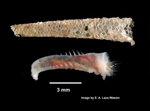 Cistenides gouldii