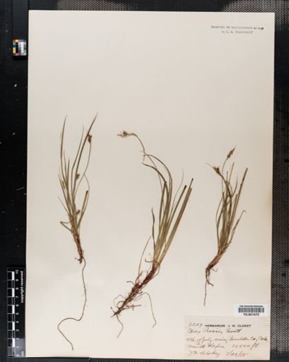 Carex