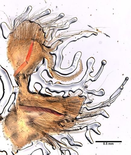 Nephtys bucera