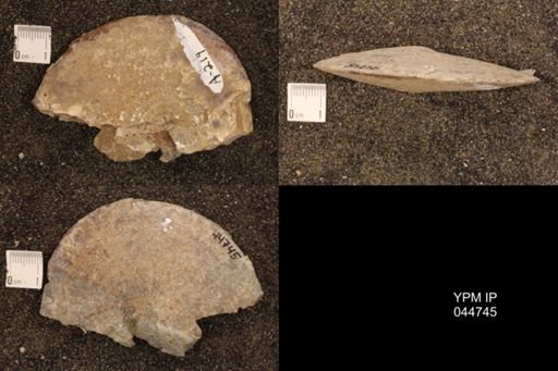Sphenodiscus lenticularis