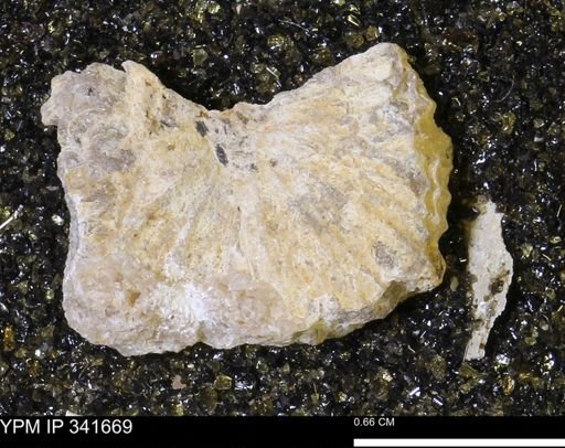 Scaphites sp.