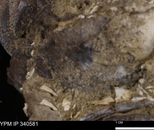 Ostrea glabra