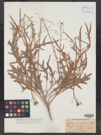 Diplotaxis tenuifolia