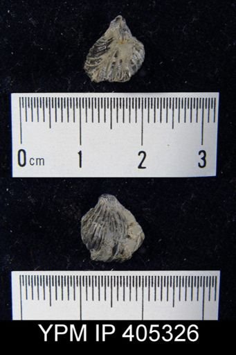 undet. Rhynchonellida