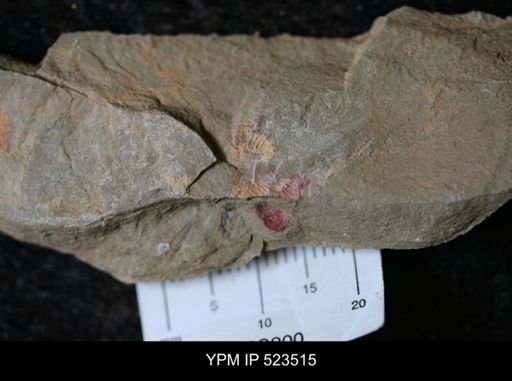 Chelicerata