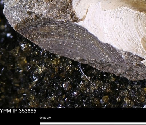 undet. Bivalvia