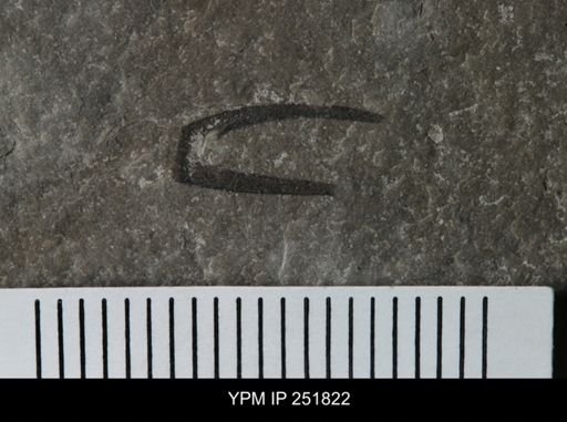 undet. Eurypterida