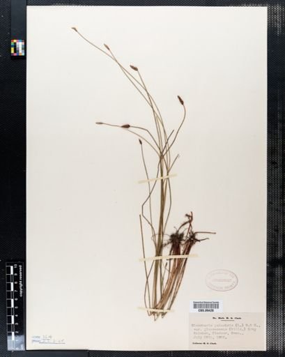 Eleocharis palustris