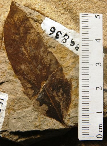 Cedrela lancifolia