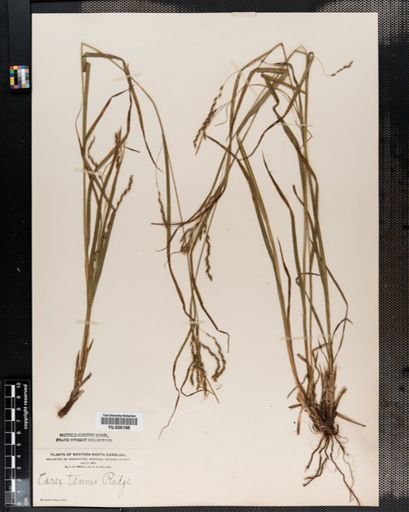 Carex debilis