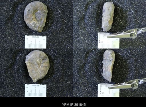 Scaphites whitfieldi