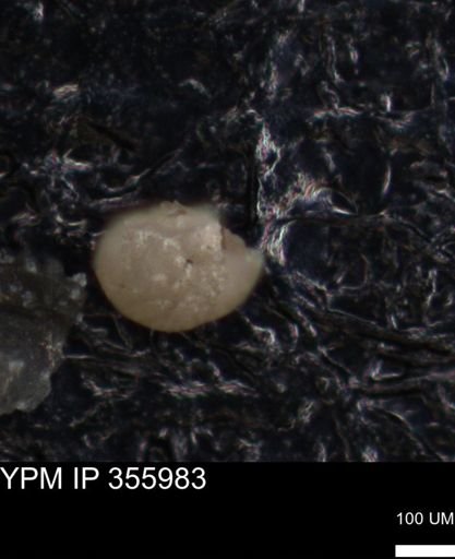 undet. Foraminiferida