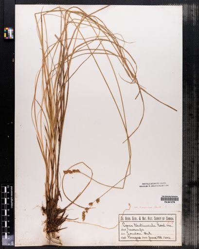 Carex prairea