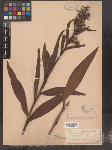 Solidago sempervirens
