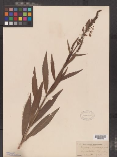 Physostegia virginiana