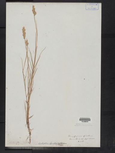 Distichlis spicata