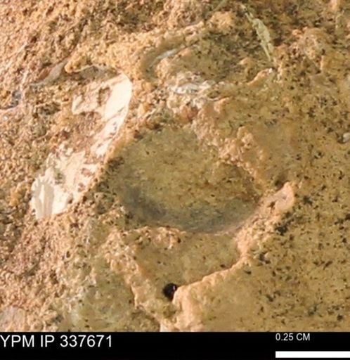 undet. Mollusca