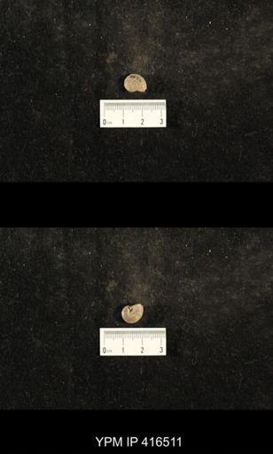 Trepospira depressa