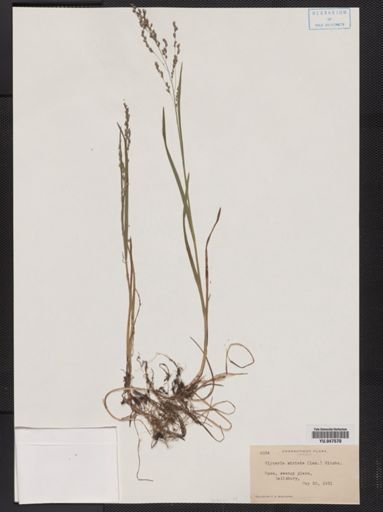 Glyceria striata