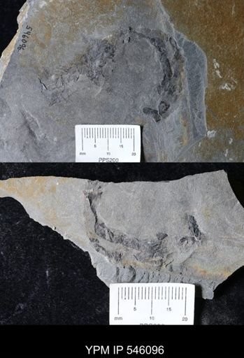 undet. Eurypterida