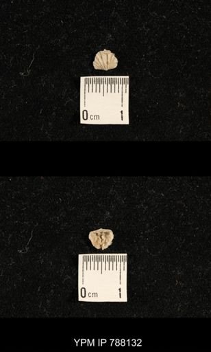 Meekella sp.