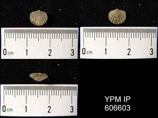 Leptocoelia sp.