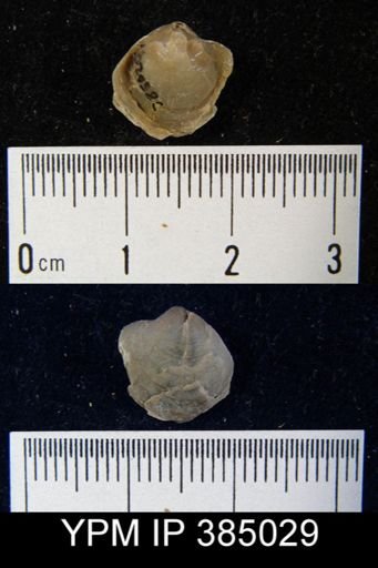 undet. Athyridida