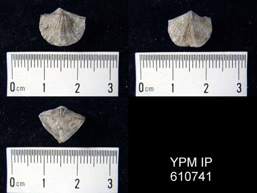 Cyrtina sp.