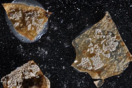 Celleporella hyalina