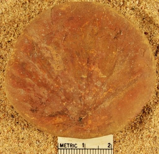 Annularia