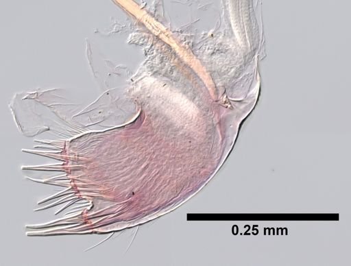 Stomatolepas elegans
