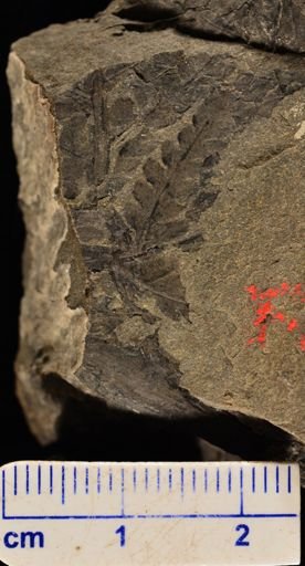 Cladophlebis impressa