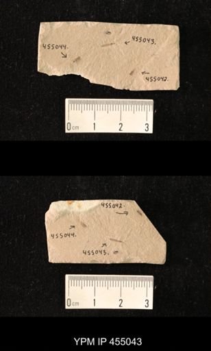 undet. Tipulidae