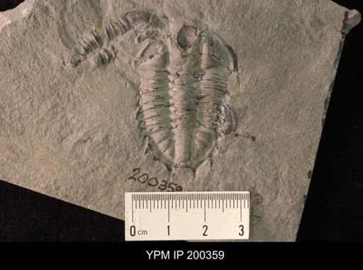 Kootenia sp.