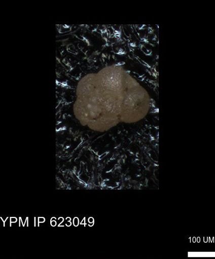 undet. Foraminiferida